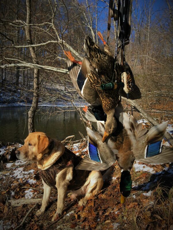 DT Systems Master Retriever 1100 Camo Remote Training Collar